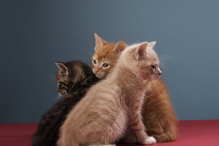 Los gatos pueden orinar sobre telas o alfombras, dejando manchas.
