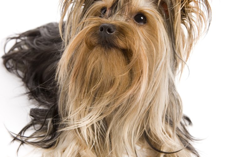Es fundamental que los Yorkies se acicalen de forma regular.