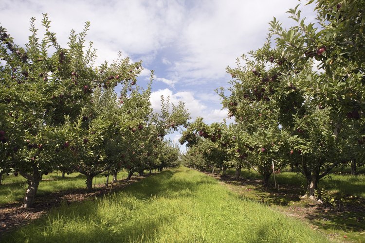 El injerto y la gemación se utilizan comúnmente en la producción de árboles frutales.