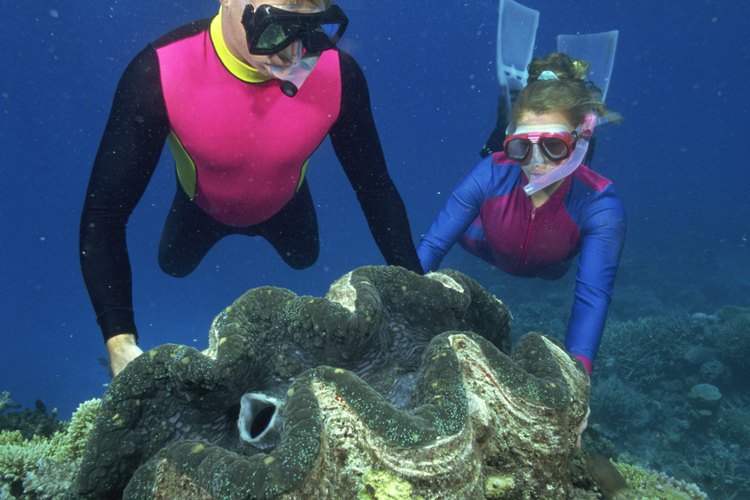 Ponit Lobos es un buen primer punto de buceo para adolescentes.