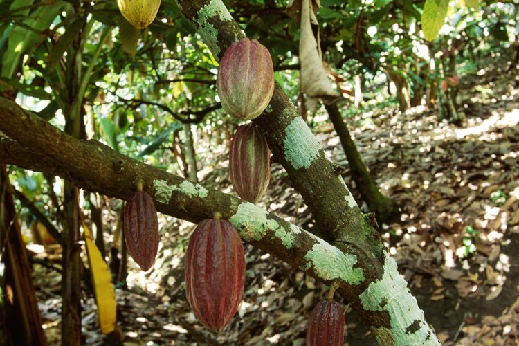 El grano de cacao crece en las regiones ecuatoriales del mundo.
