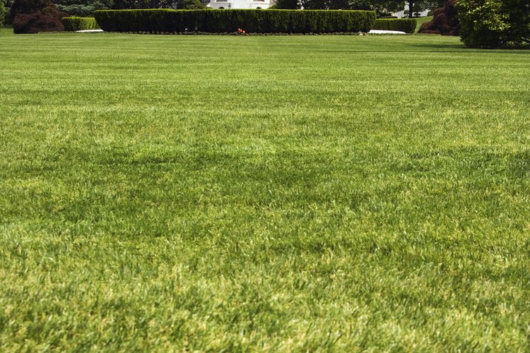 Entre todas las actividades en Washington, visitar la Casa Blanca es una.