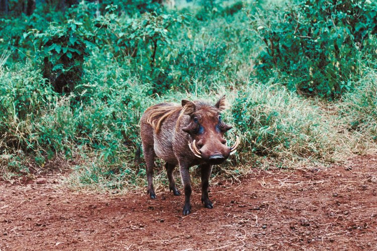 Los cerdos salvajes son los más prolíficos de los omnívoros de la selva.