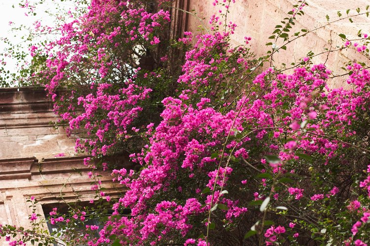 La bougainvilla colorida ofrece un ambiente tropical.