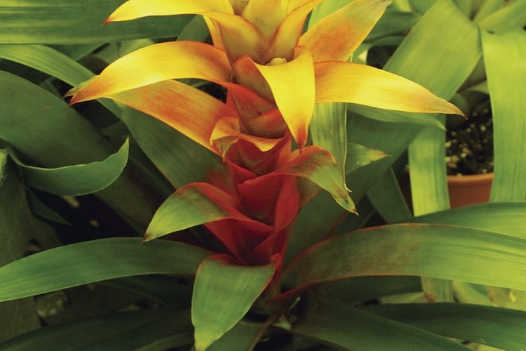 Trasplantar los hijuelos de bromelia es un proceso fácil para cualquier jardinero.