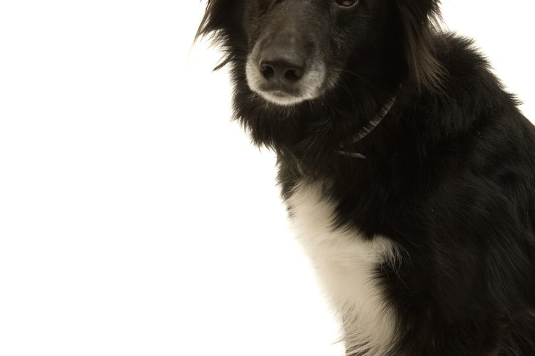Los border collies son más pequeños que los collies.
