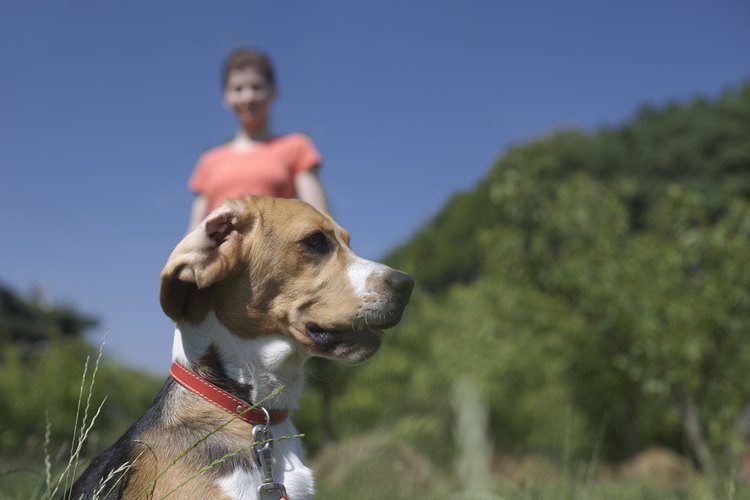 Los perros pueden superar su miedo a la gente con un entrenamiento y paciencia.