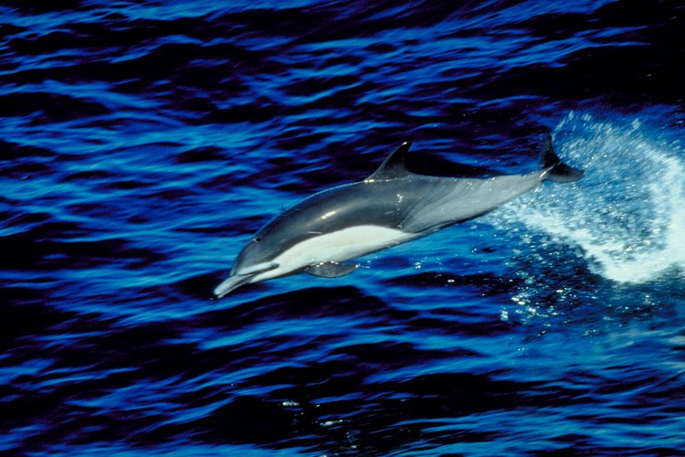 En esta playa es posible el avistamiento de delfines y ballenas jorobadas.