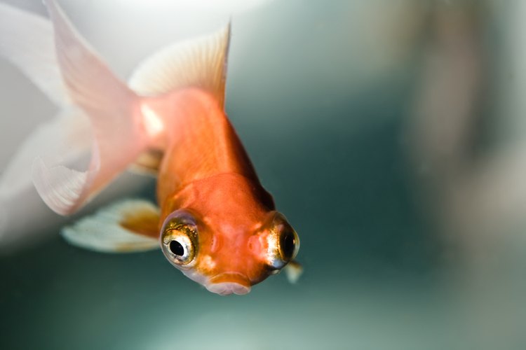 Cómo tratar los peces con parásitos internos.