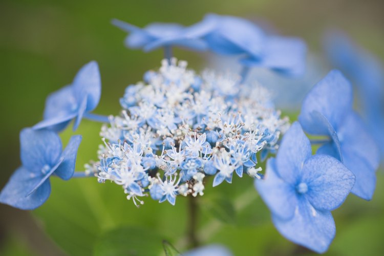 Una vez cortadas, la mayoría de las flores se benefician de una solución azucarada en su agua.