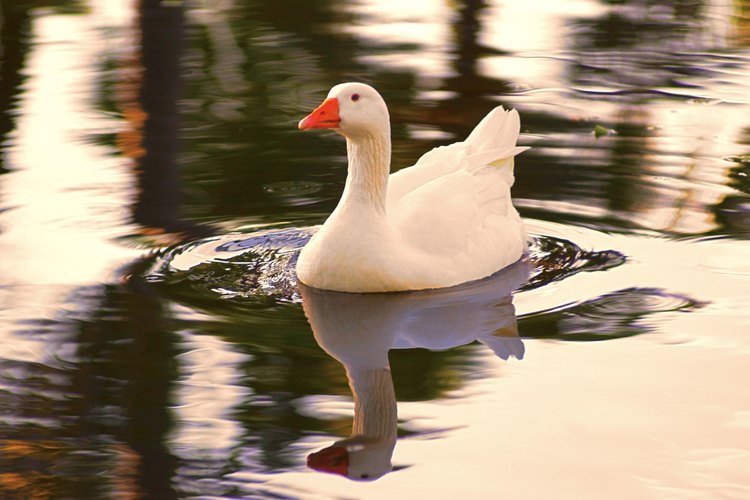 Puedes ponerle un arnés a un pato si está domesticado y es amistoso.