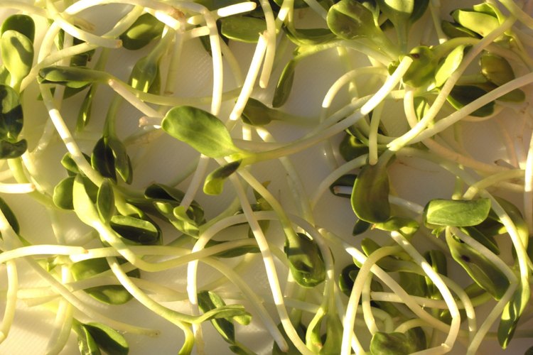 Durante su primera semana de vida, la alfalfa germina de una semilla, creciendo una raíz pivotante antes de enviar los cotiledones o brotes, a través del suelo.