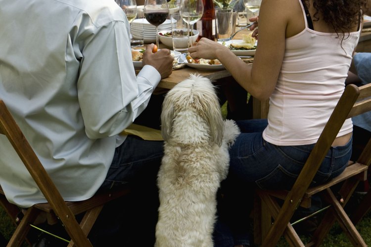 El alcohol puede ser muy peligroso para un perro.
