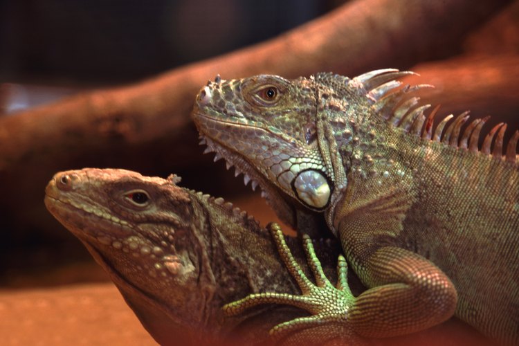 Algunos animales poseen ambos órganos sexuales.