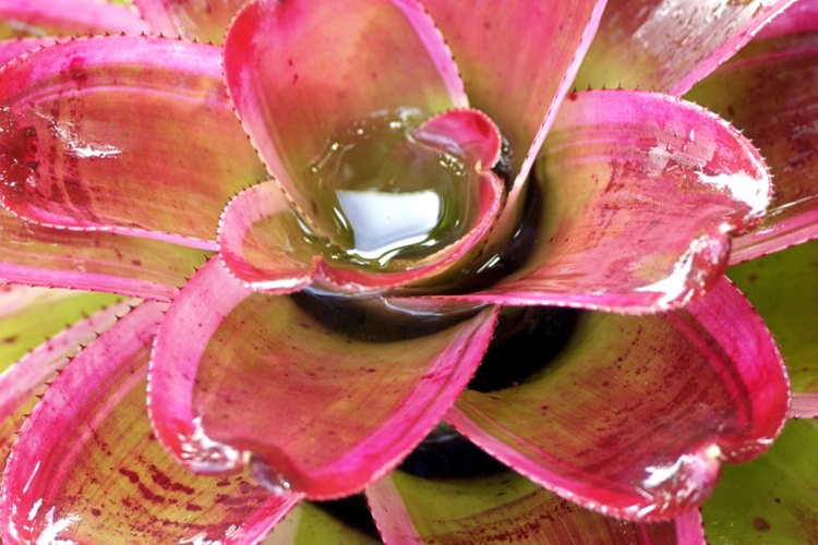 Las bromelias son plantas atractivas en colores vibrantes y formas interesantes.