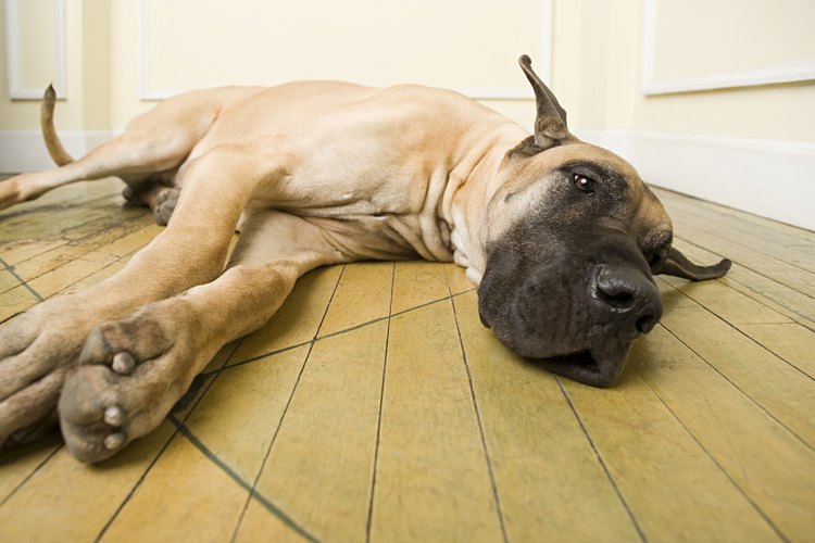 Perro letárgico.