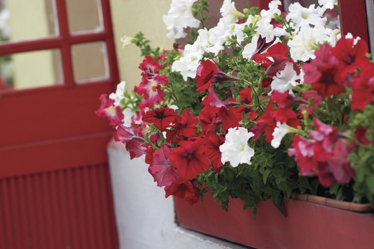 Las petunias florecen abundantemente durante toda la estación.