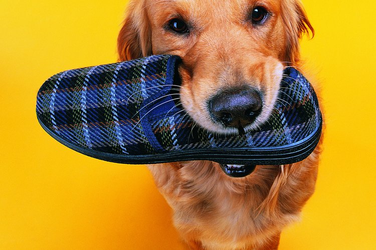 Los golden retrievers necesitan limpieza regular del oído.