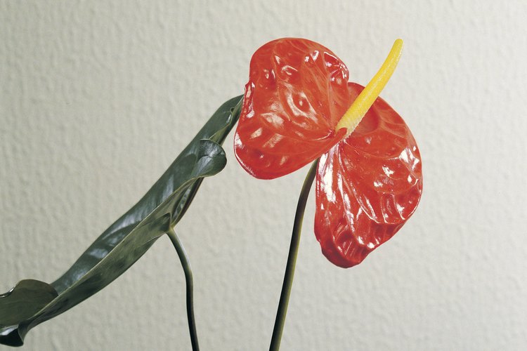 La mayoría de los anturios son rojos, pero también hay variedades amarillas, blancas y rosas.