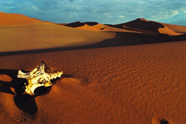 Desierto.