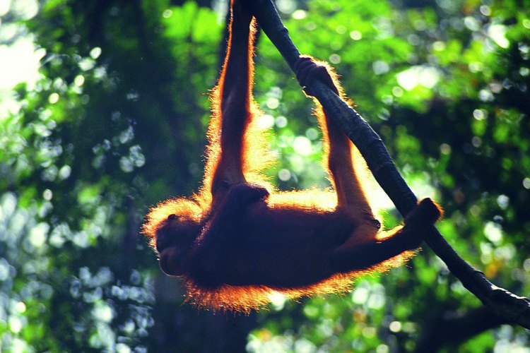 Los orangutanes viajan solos para poder encontrar comida suficiente.