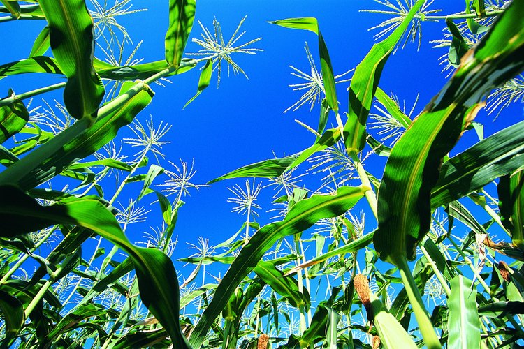 La elaboración de tu propio aceite es una excelente manera de asegurarte de estar utilizando un producto cien por ciento natural.