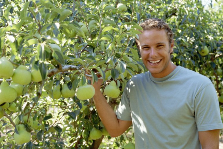 Los perales sanos proveen frutas y sombra.