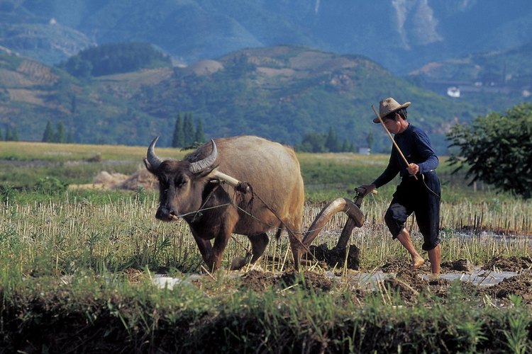 La agricultura es una de las características principales de la civilización.