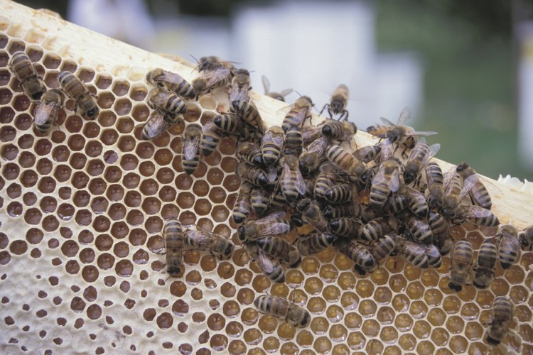 Ordena tus abejas de miel.