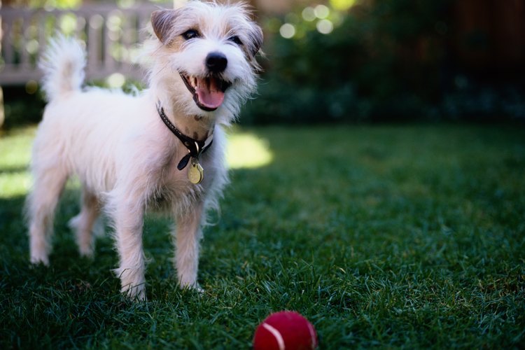 Un perro en un jardín.