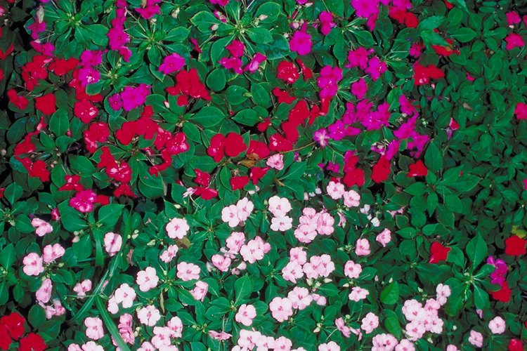 Las alegrías del hogar vienen en una amplia variedad de colores.