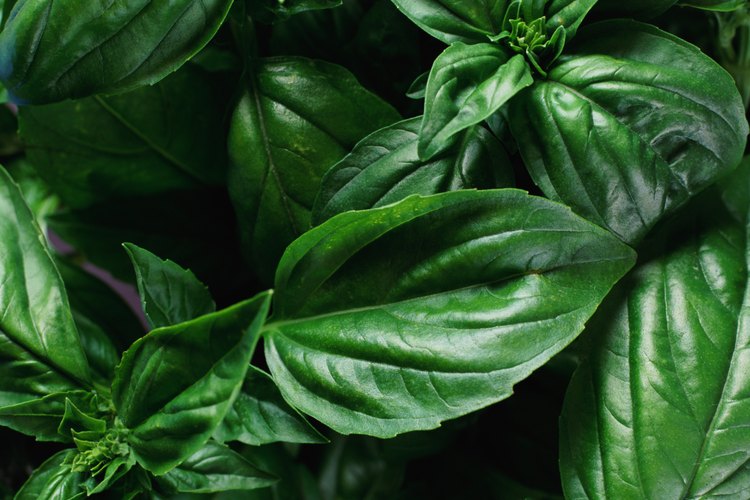 Albahaca.
