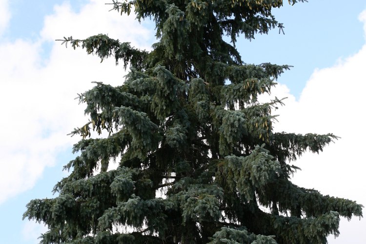 Las imponentes pirámides de follaje perenne son un sello del árbol de abeto.