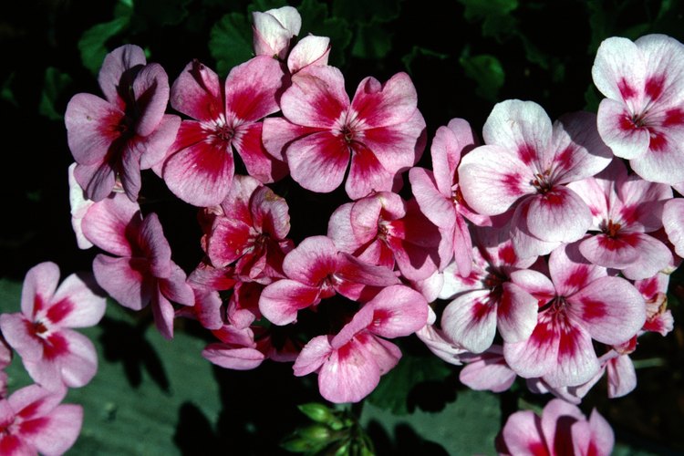Puedes hacer aceite de los geranios rosa.