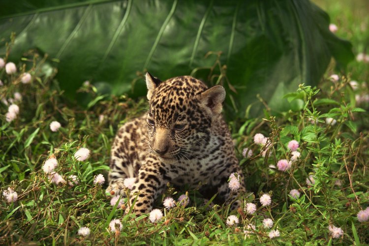 La mitad de la población animal del mundo puede ser encontrada en las selvas.