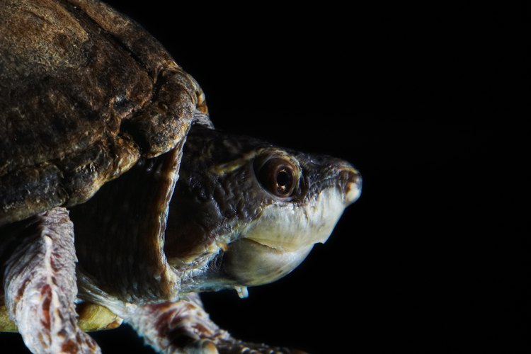 Las tortugas son un tipo de reptil.