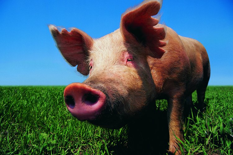 Aprende a cocinar unas deliciosas patitas de puerco.