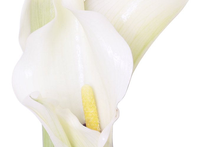 Los lirios casa blanca en recipientes pueden requerir más frecuentemente fertilizantes y riego que los plantados en el suelo.