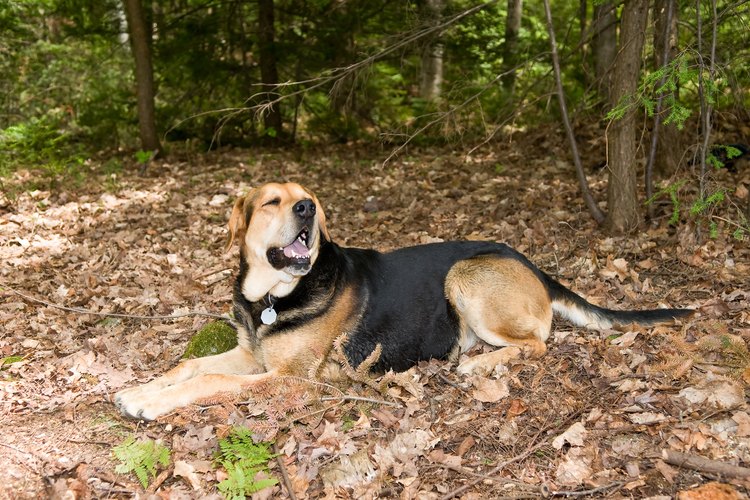 Tu perro puede llevar pulgas de la caminata hacia tu hogar.