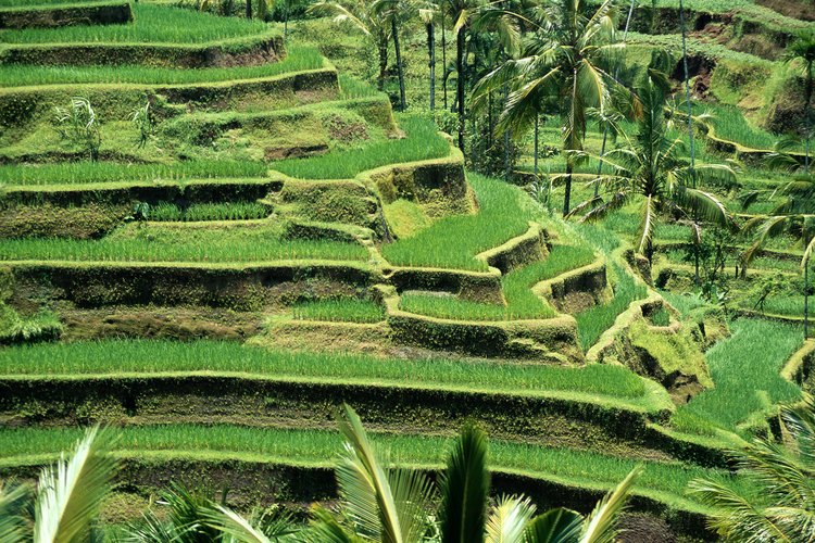 El cultivo en terrazas se usa frecuentemente para cultivar arroz en Asia.