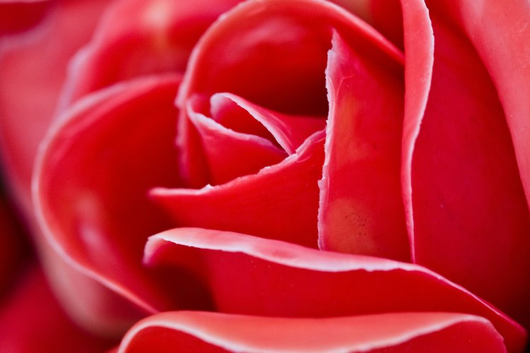 Las flores como la rosa pertenecen a la clase dicotiledónea.