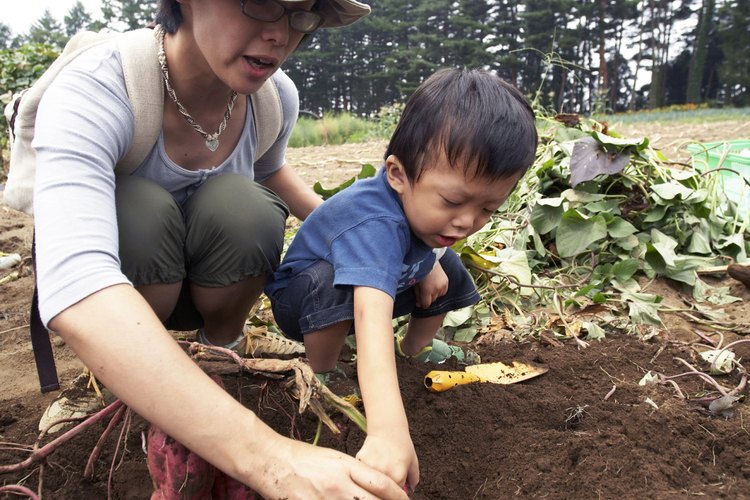 La forma más sencilla de hacer un plantador de camotes es acumular tierra con un azadón para hacer un reborde en tu jardín.