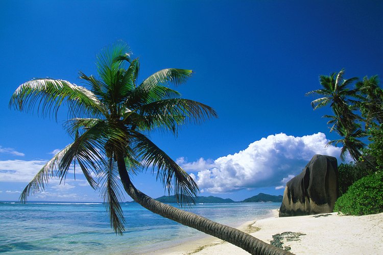 Las palmeras de cocos toleran el viento, calor, suelo arenoso y el rocío de sal.
