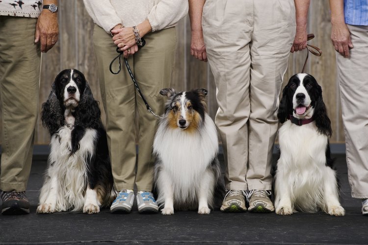 Una amplia variedad de poemas de pérdida de mascotas están disponibles en Internet.