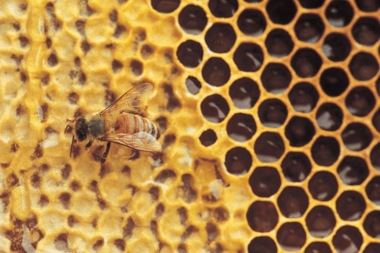 Resiste a la tentación de juntar a la miel luego de eliminar a las abejas.