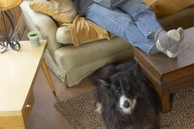 Desodoriza la orina de perro con bicarbonato de sodio.