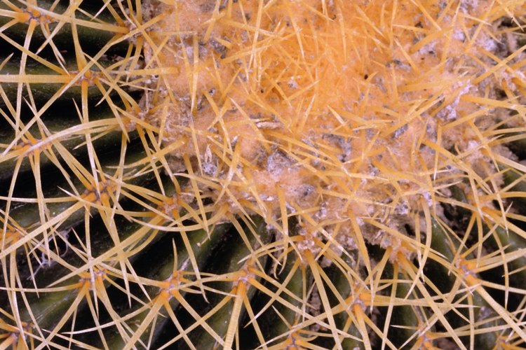 El enraizamiento es una forma ideal para propagar cactus.
