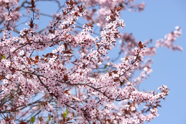 Flores.