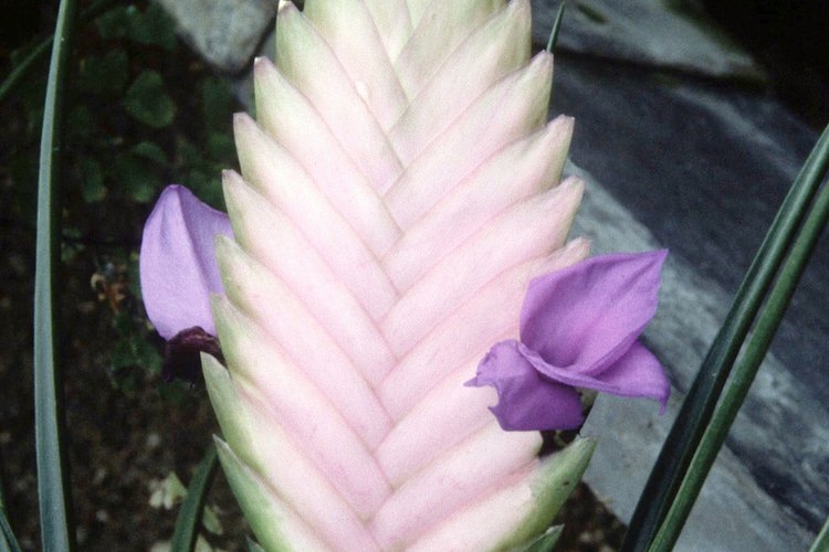 Tillandsia arhiza o T. arhiza, es una planta aérea floreciente que produce flores rosadas o moradas en los extremos de los tallos delgados.