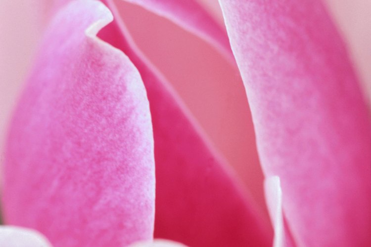 Aprende a conseguir que tu árbol florezca como éste.